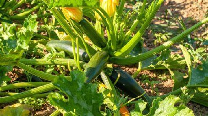 How big is too big for zucchini