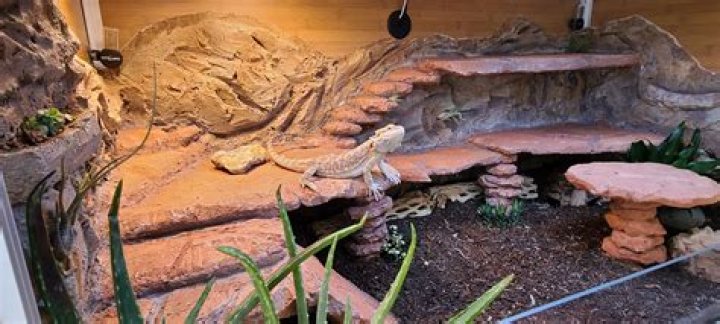 How big of a terrarium does a bearded dragon need