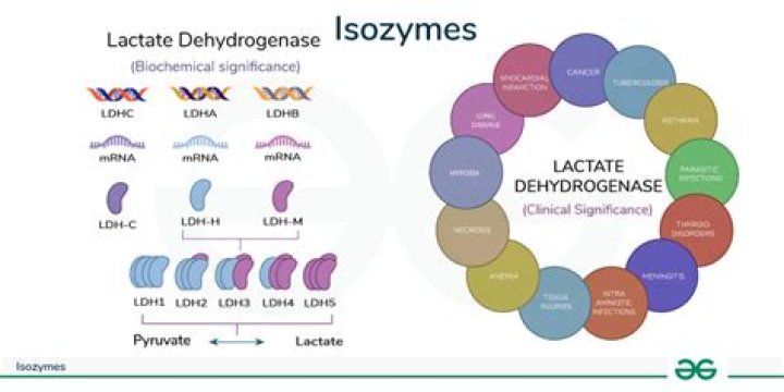 How can isoenzymes be used clinically