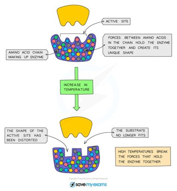 How can you determine the ideal temperature for an enzyme to work