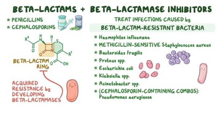 How do beta lactamases degrade beta lactams