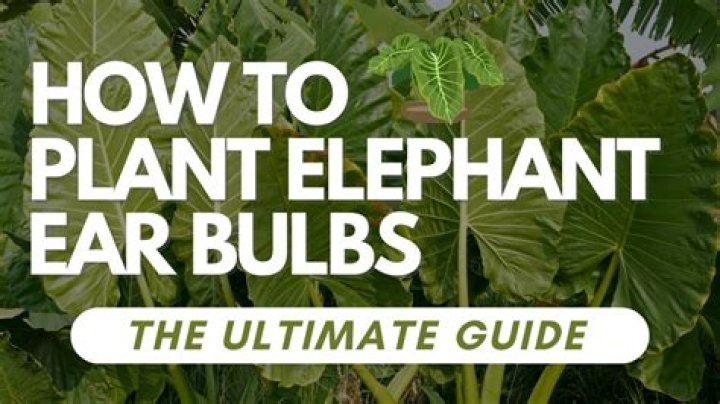 How do elephant ears reproduce