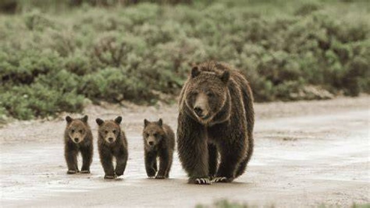 How do I contact grizzly?