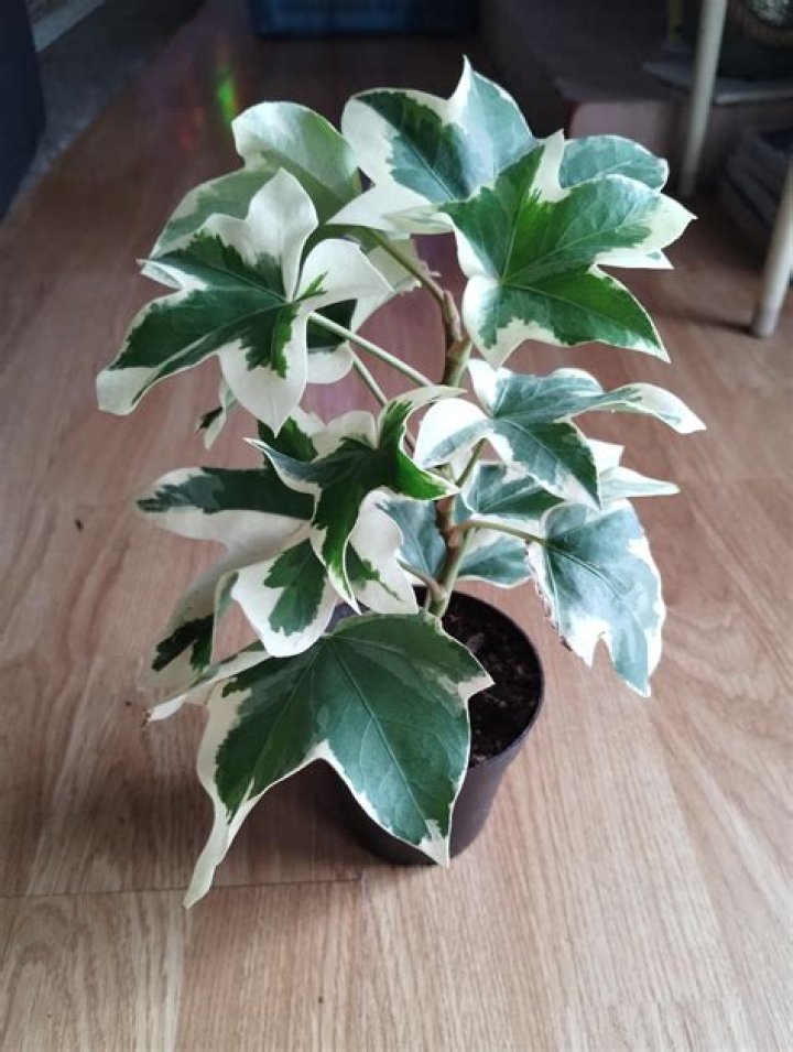 How do I get rid of fatsia japonica