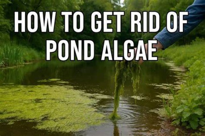 How do I get rid of pond netting leaves?