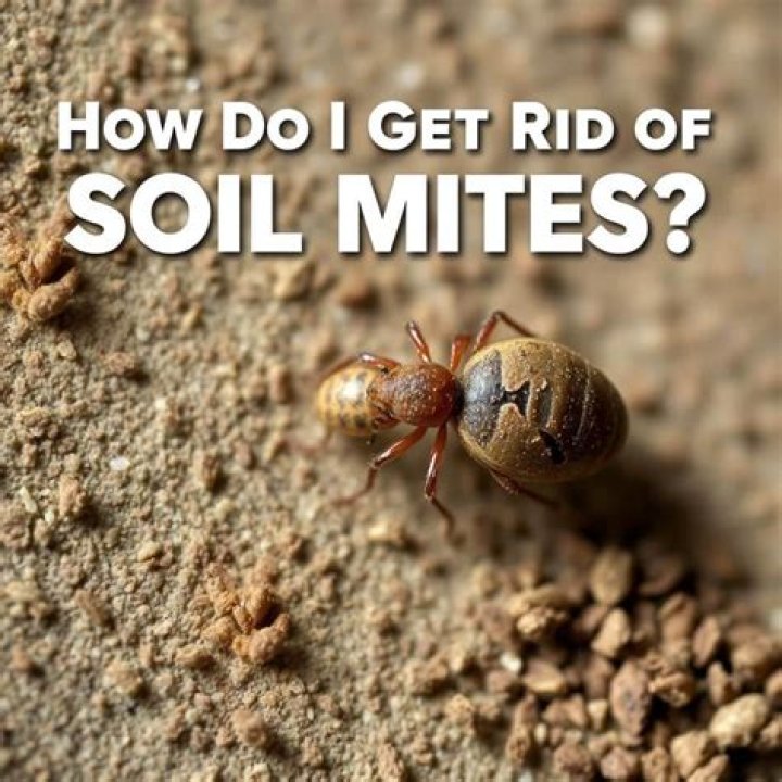How do I get rid of soil mites?
