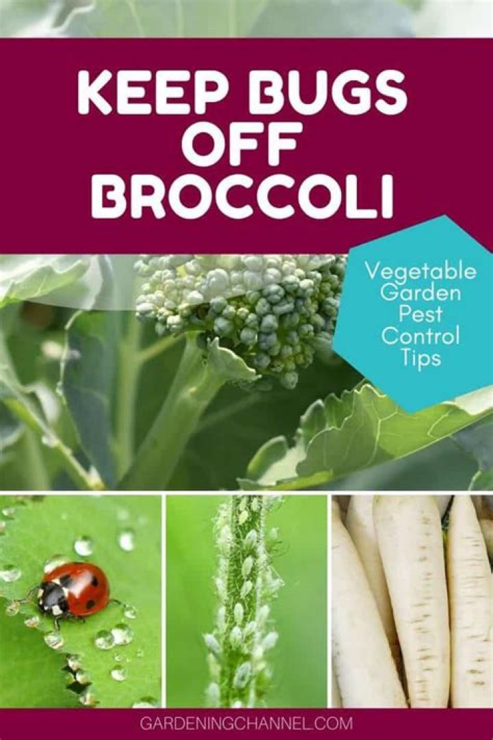 How do I keep bugs off my broccoli