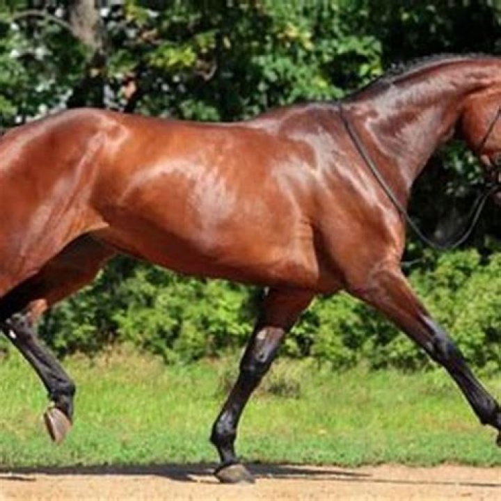 How do I look up a horses pedigree?