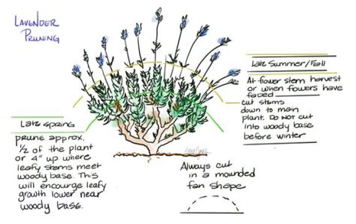 How do I prune a lavender bush