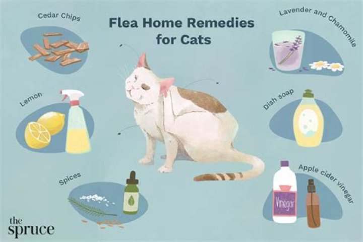 How do I treat my cats flea allergy