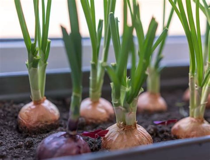 How do Japanese onions grow