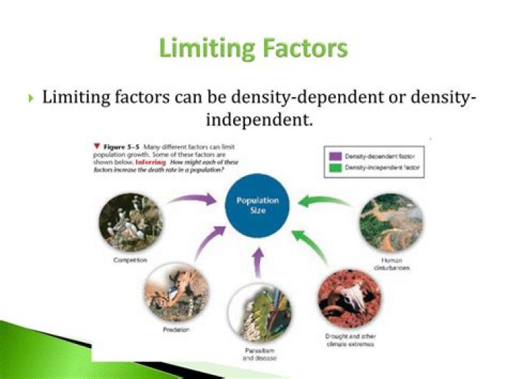How do limiting factors affect the growth of populations