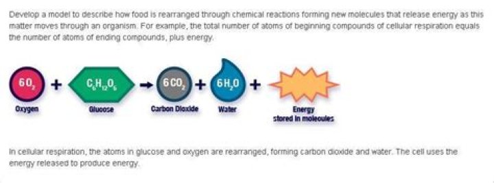 How do new molecules support growth and release energy