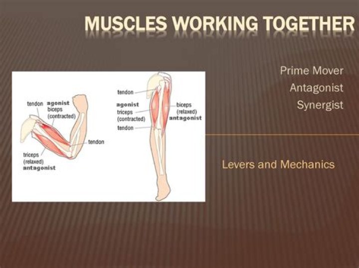 How do prime movers and antagonists work together
