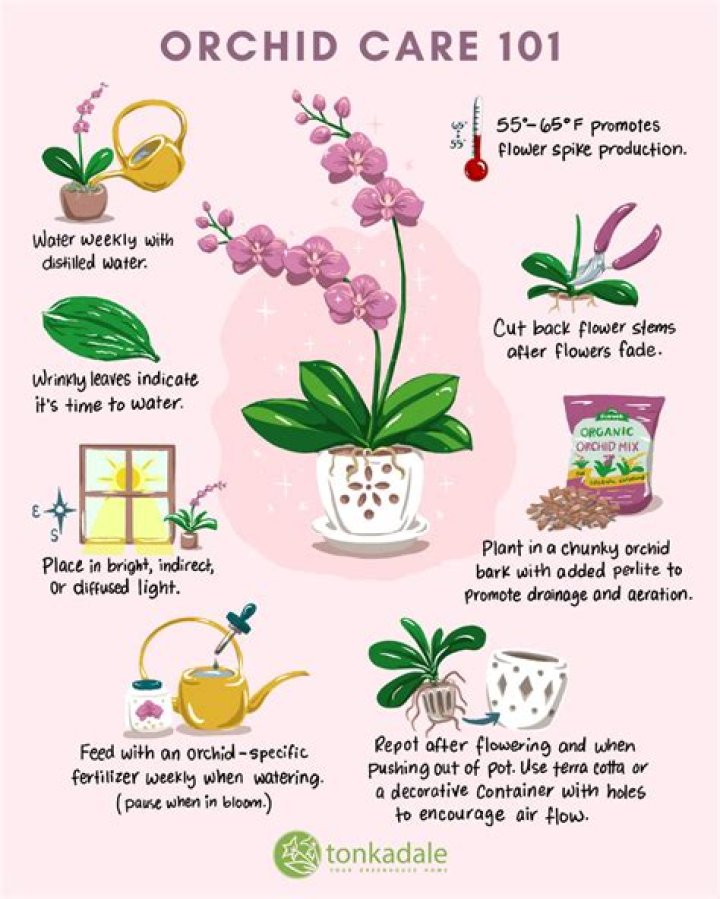 How do you care for an ice plant succulent