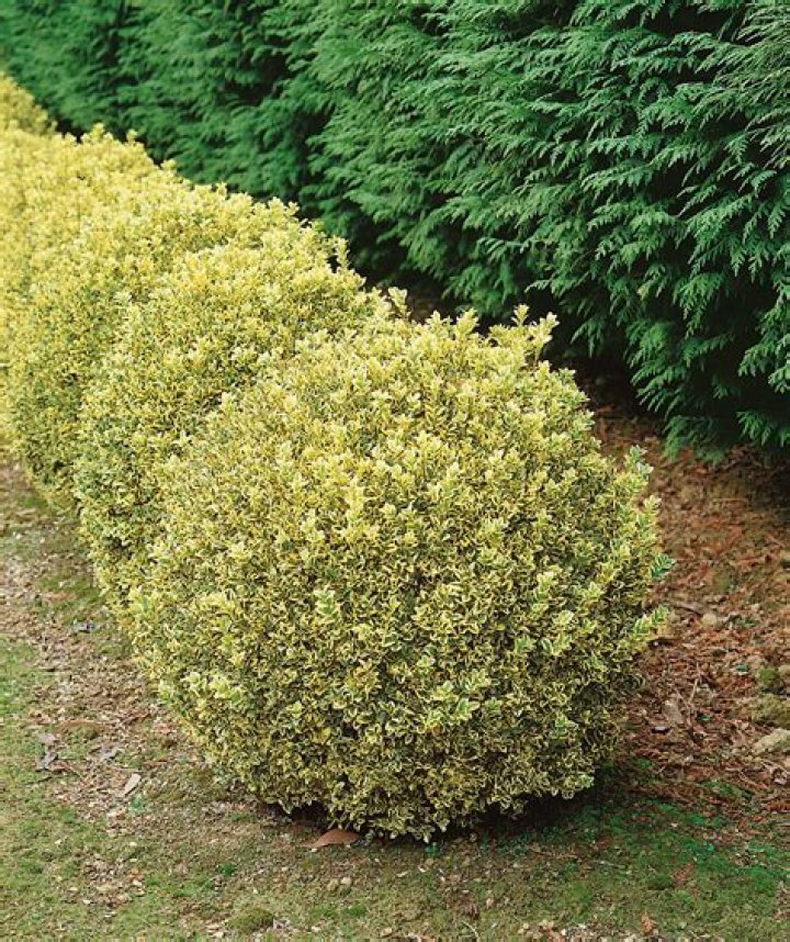 How do you care for variegated boxwoods