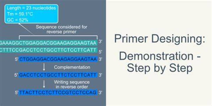 How do you design primers from a DNA sequence?