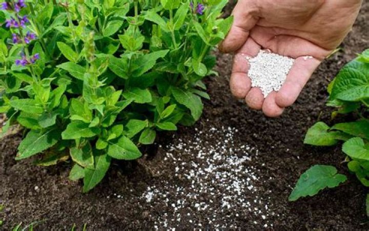 How do you fertilize Pittosporum