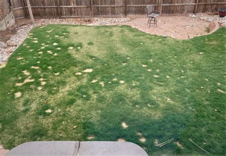 How do you fix grass damage from dog urine