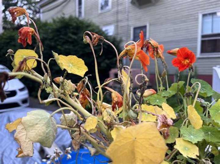 How do you get rid of bugs on nasturtiums