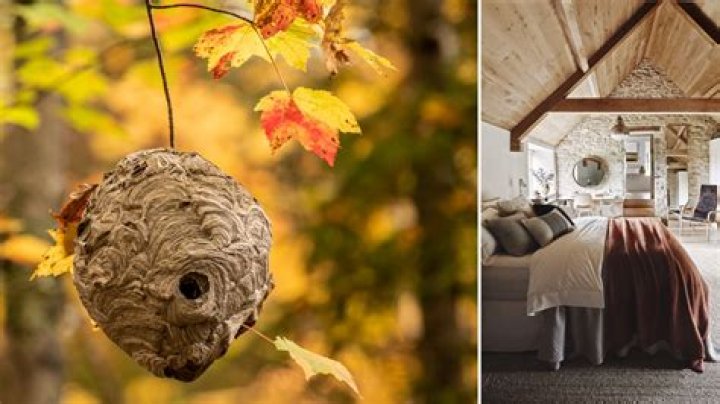 How do you get rid of hornets around your house