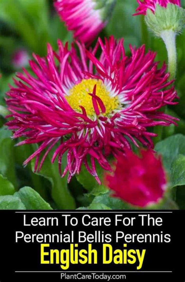 How do you grow Bellis perennis English Daisy
