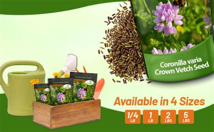 How do you grow crown vetch from seed