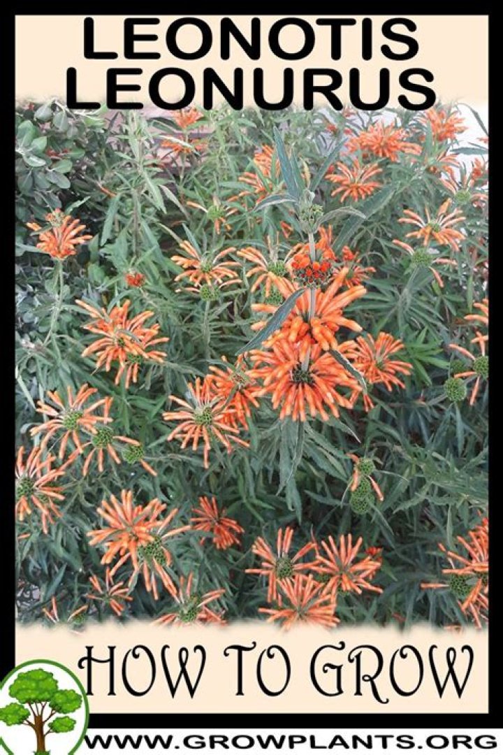 How do you grow leonotis leonurus