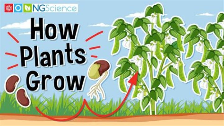 How do you grow plants in Sims 4
