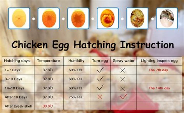 How do you hatch pheasant eggs in incubator