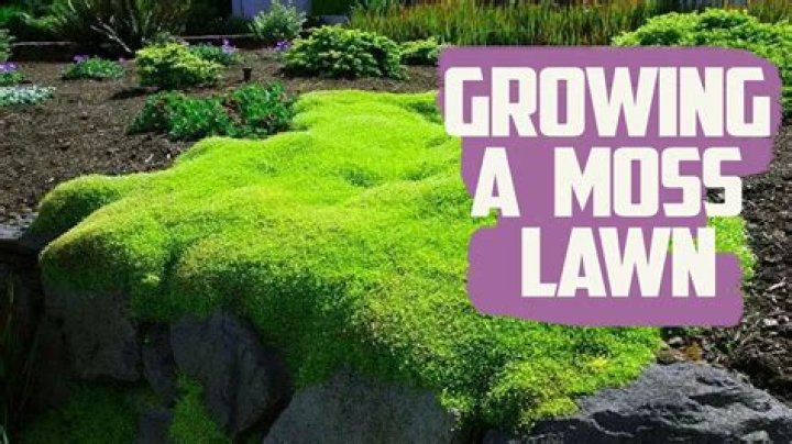 How do you increase moss growth on concrete
