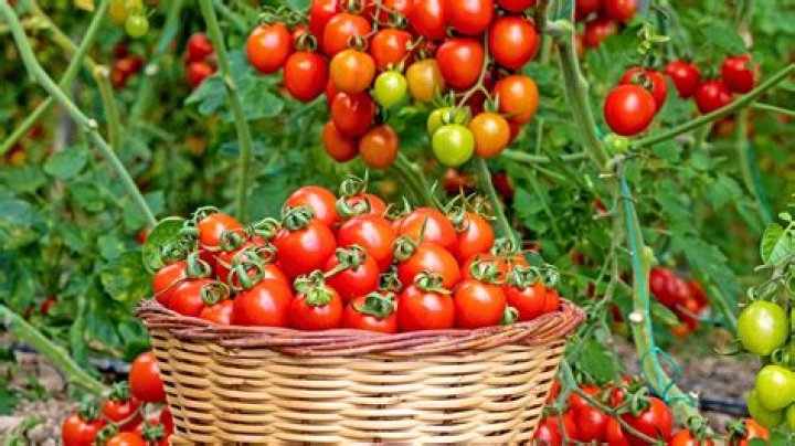 How do you increase tomato harvest