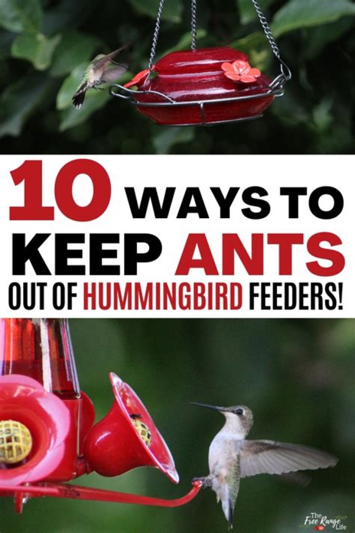 How do you keep ants out of the spring