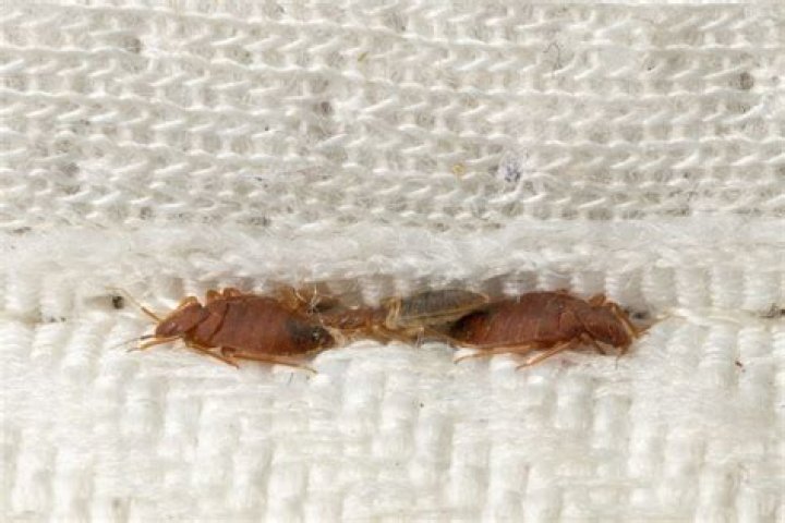 How do you keep bed bugs from going into other rooms