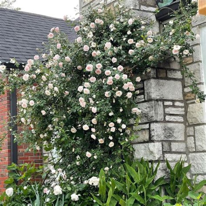 How do you kill a climbing rose bush