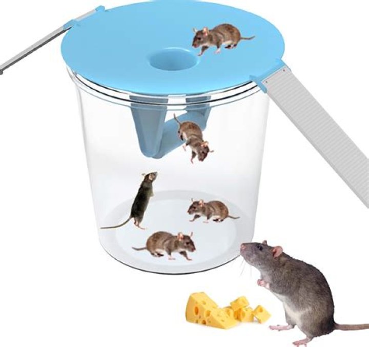 How do you kill a mouse with a bucket of water