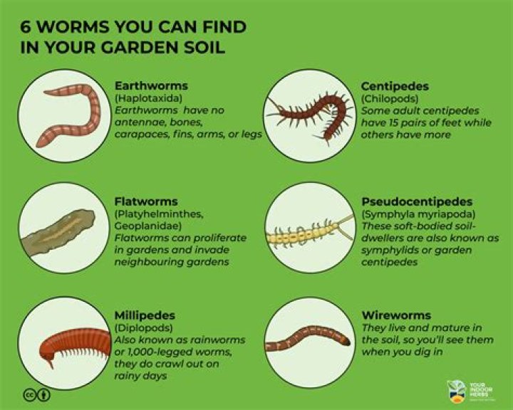 How do you kill worm mites