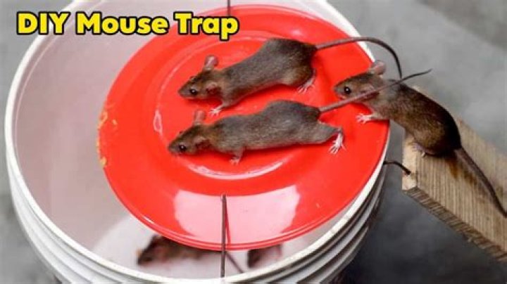How do you make a rat trap kill