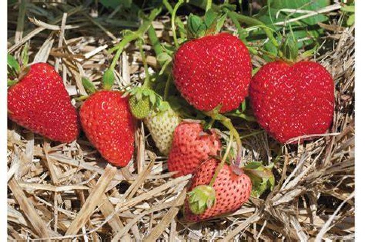 How do you plant Albion strawberries