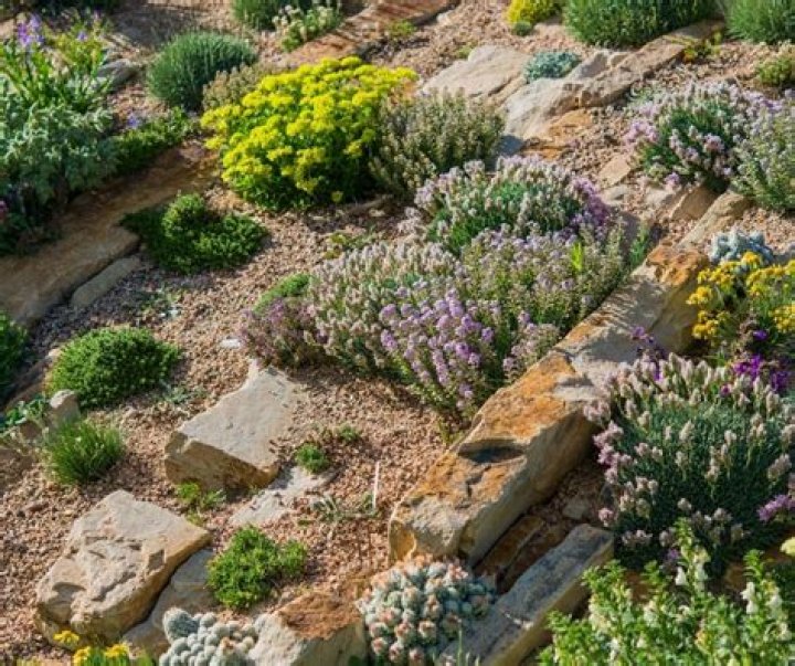 How do you plant alpines in a rockery
