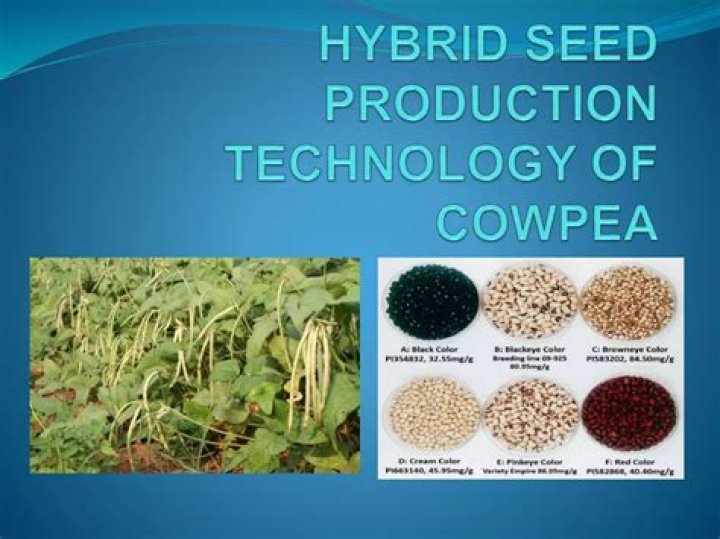 How do you plant cowpea seeds