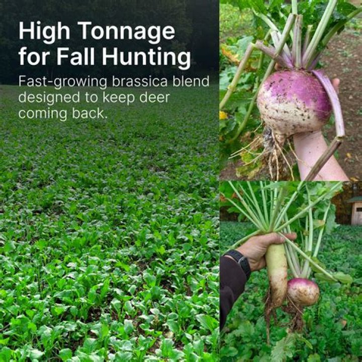 How do you plant purple top turnips for deer