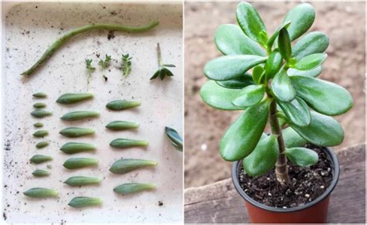 How do you propagate Senecio succulents