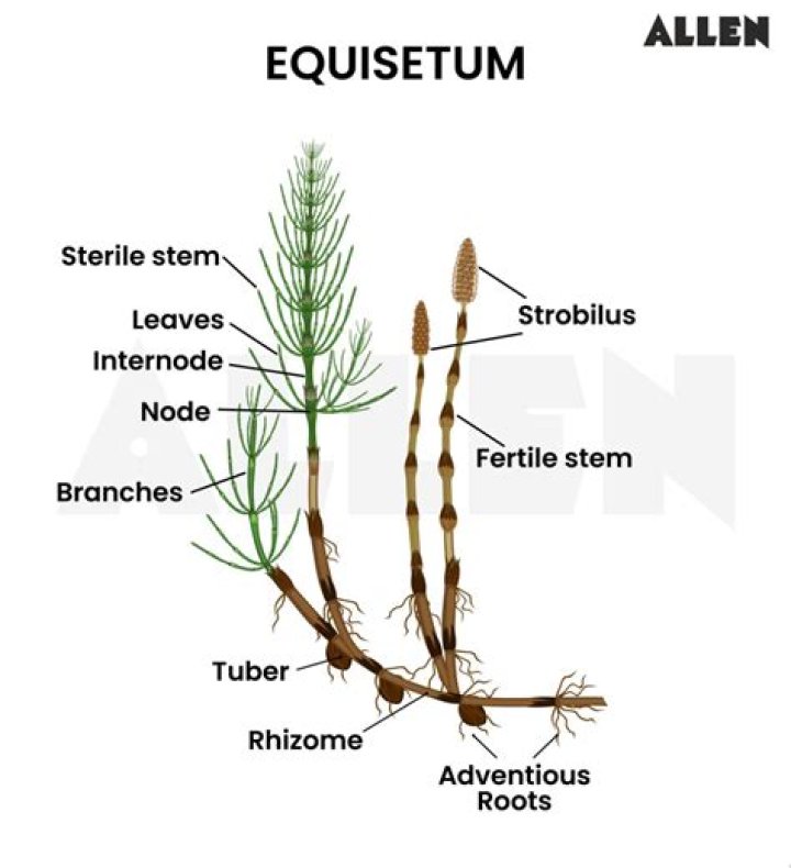 How do you prune Equisetum