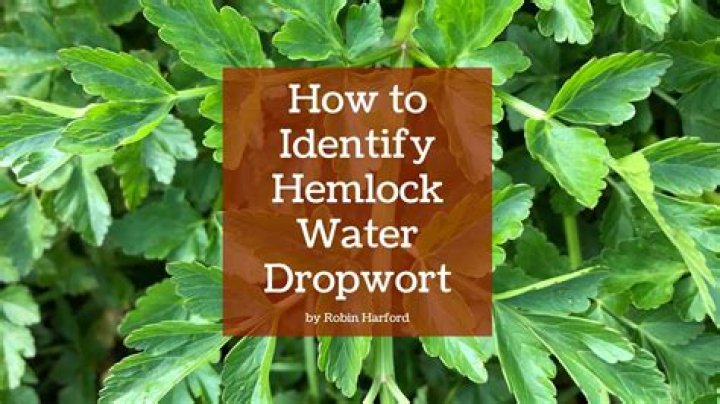 How do you seal hemlock wood