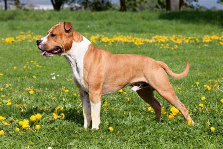 How do you take care of a American Staffordshire terrier puppy?