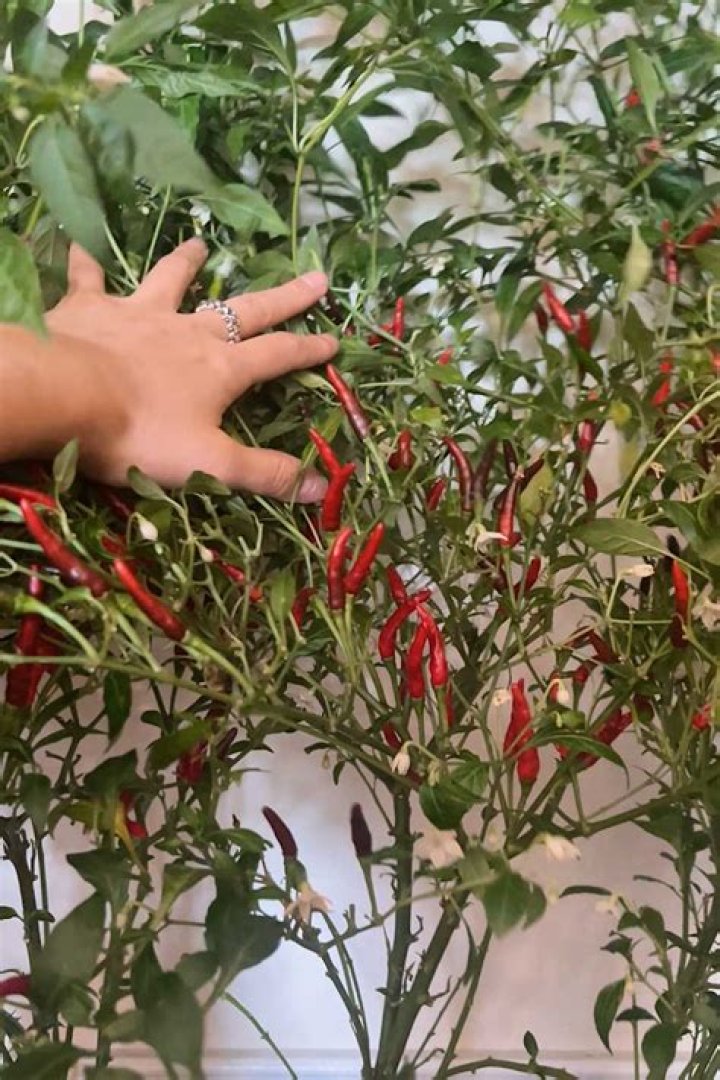 How do you take care of Thai hot peppers
