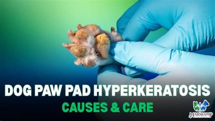 How do you treat a dog with hyperkeratosis paws