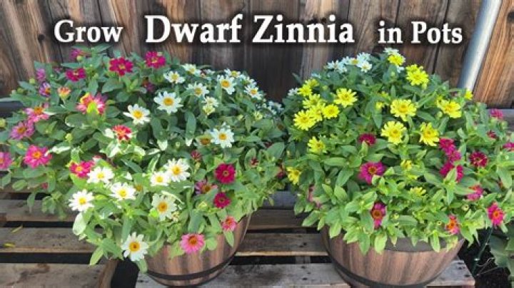 How do you treat Zinnia blight