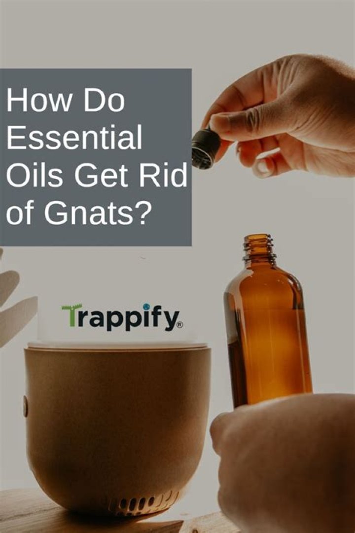 How do you use essential oils to get rid of flies